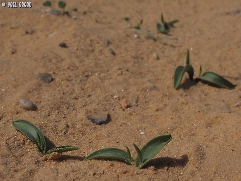 Ophioglossum polyphyllum  Geotagged,Israel,Ophioglossum polyphyllum,Southern Adder's Tongue,Winter