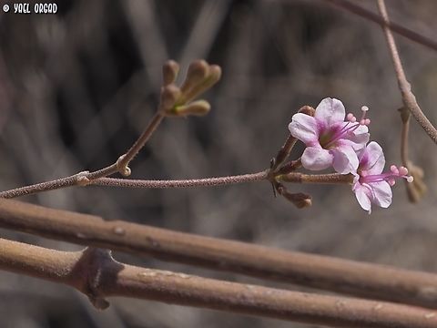 Commicarpus sinuatus a second lifer: 2 in one day, is not very common for me :-) 
the first one was:
https://www.jungledragon.com/image/146235/commicarpus_helenae.html Commicarpus sinuatus,Geotagged,Israel,Winter