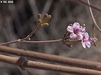 Commicarpus sinuatus a second lifer: 2 in one day, is not very common for me :-) <br />
the first one was:<br />
https://www.jungledragon.com/image/146235/commicarpus_helenae.html Commicarpus sinuatus,Geotagged,Israel,Winter