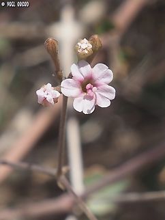 Commicarpus sinuatus  Commicarpus sinuatus,Geotagged,Israel,Winter