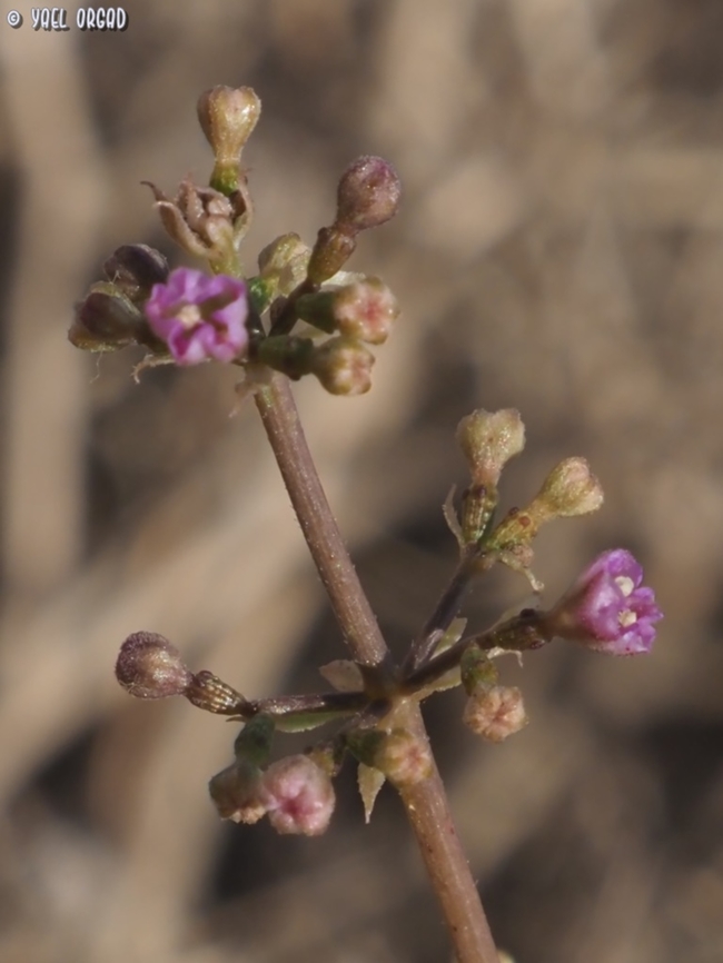 Commicarpus helenae A lifer for me! first time I meet this desert plant. in Israel it is considered uncommon. <br />
the second lifer for this day was:<br />
<figure class="photo"><a href="https://www.jungledragon.com/image/146233/commicarpus_sinuatus.html" title="Commicarpus sinuatus"><img src="https://s3.amazonaws.com/media.jungledragon.com/images/3519/146233_thumb.JPG?AWSAccessKeyId=05GMT0V3GWVNE7GGM1R2&Expires=1759968010&Signature=ZE1JajVo8cOwIr%2FOiQPbn5IP%2BHQ%3D" width="200" height="150" alt="Commicarpus sinuatus a second lifer: 2 in one day, is not very common for me :-) <br />
the first one was:<br />
https://www.jungledragon.com/image/146235/commicarpus_helenae.html Commicarpus sinuatus,Geotagged,Israel,Winter" /></a></figure> Commicarpus helenae,Geotagged,Israel,St. Helena Hogweed,Winter