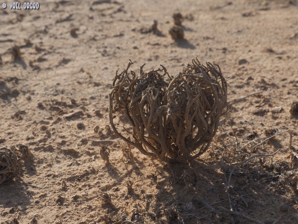 from the desert, with love last year&#039;s Anastatica hierochuntica plant, curls up and protects the seeds (this time it curled to a heart shape), and waits for the rain. when the rain will come, it will open and spread the seeds so they can germinate.  Anastatica,Anastatica hierochuntica,Geotagged,Israel,Winter