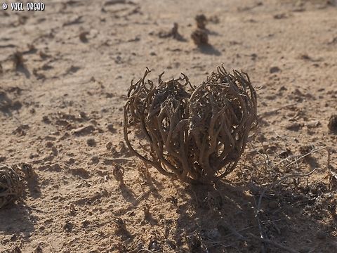 from the desert, with love last year's Anastatica hierochuntica plant, curls up and protects the seeds (this time it curled to a heart shape), and waits for the rain. when the rain will come, it will open and spread the seeds so they can germinate.  Anastatica,Anastatica hierochuntica,Geotagged,Israel,Winter