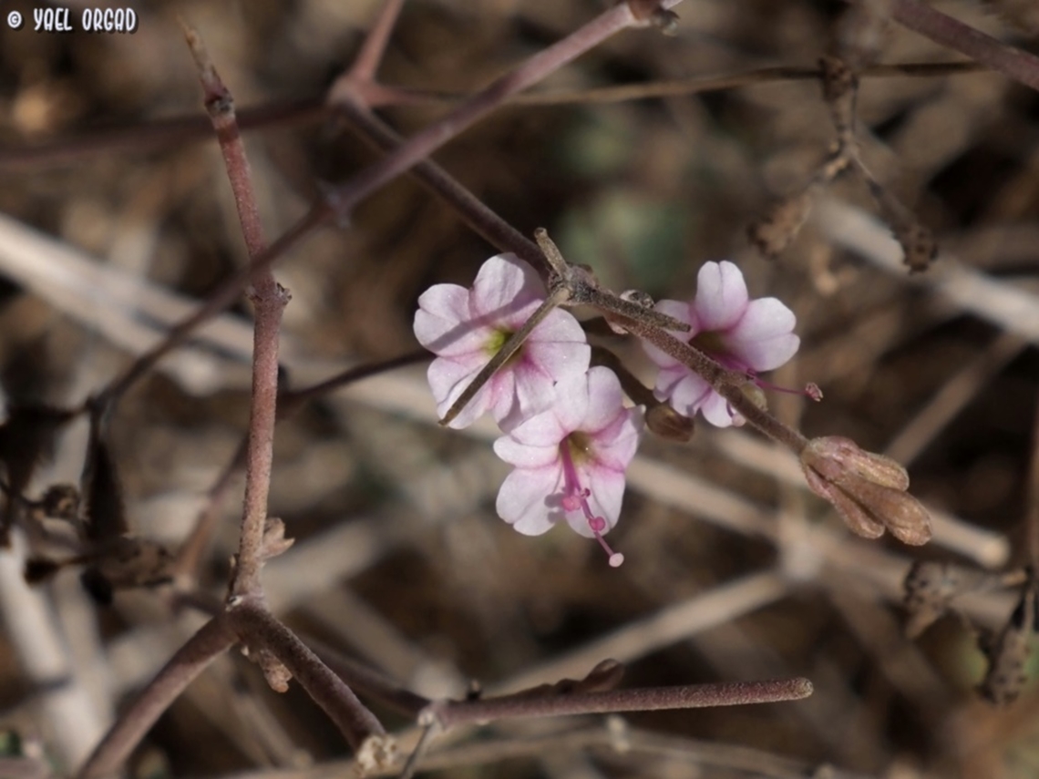 Commicarpus sinuatus  Commicarpus sinuatus,Geotagged,Israel,Winter