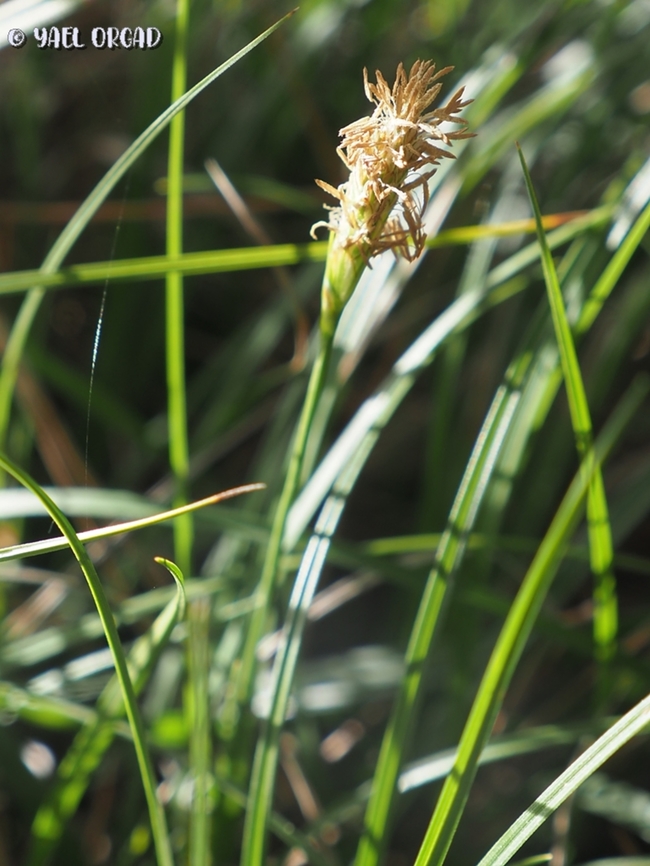 Carex hallerana a rare and endangered Carex species Carex hallerana,Carex halleriana,Geotagged,Israel,Winter