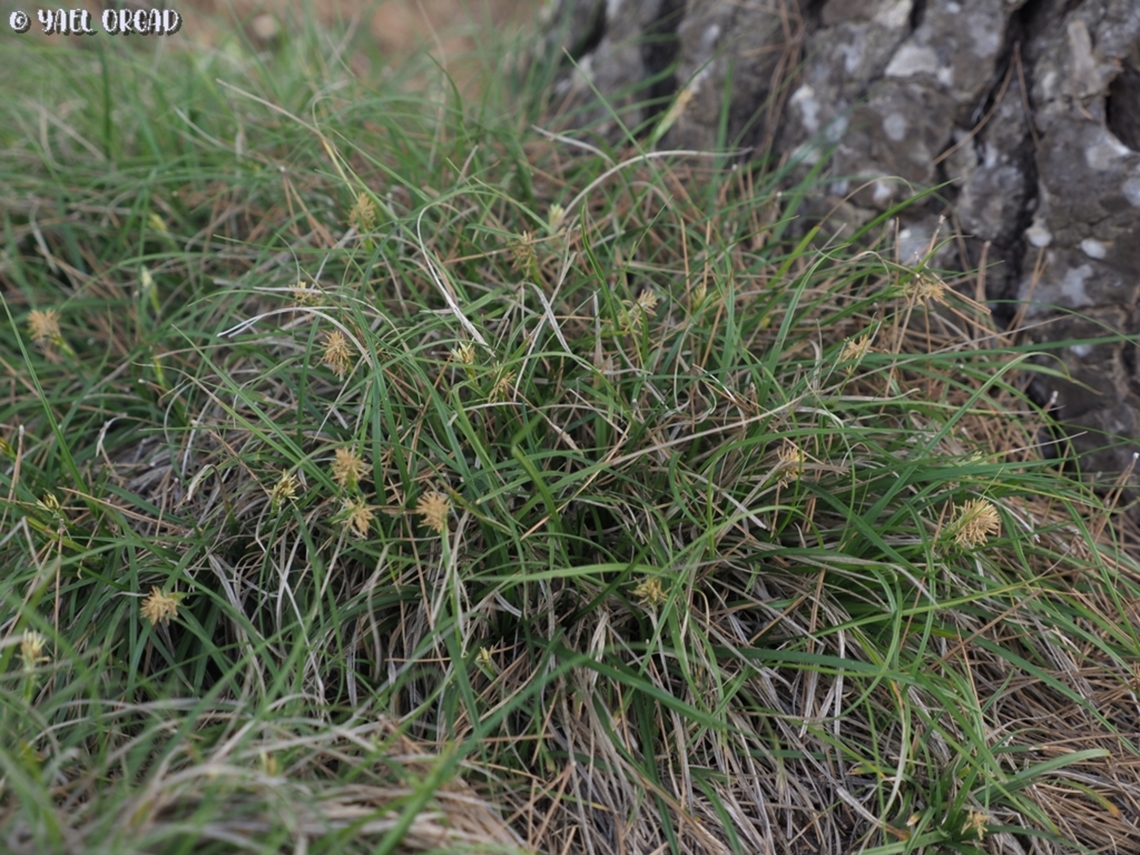 Carex hallerana  Carex hallerana,Carex halleriana,Geotagged,Israel,Winter