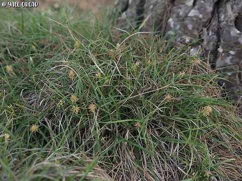 Carex hallerana  Carex hallerana,Carex halleriana,Geotagged,Israel,Winter