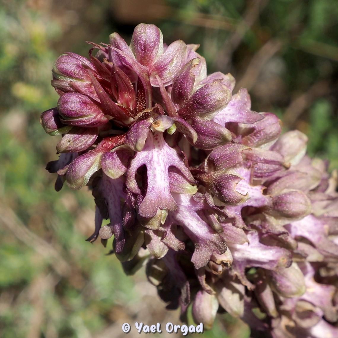 my 1000th species on JungleDragon! and for the 1000th species, I needed something special - and what could be more special than the Giant Orchid, Himantoglossum robertianum, that was discovered in Israel for the first time ever only 3 days ago?!  Geotagged,Himantoglossum robertianum,Israel,Robert's Orchid,Winter