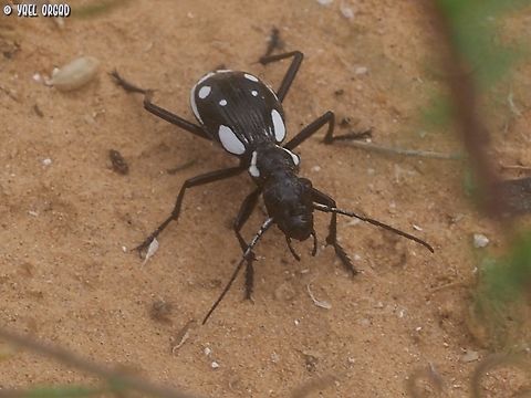 Anthia sexmaculata a large beetle, over 3cm long, and a very fast runner in the desert sands...  Anthia sexmaculata,Geotagged,Israel,Winter