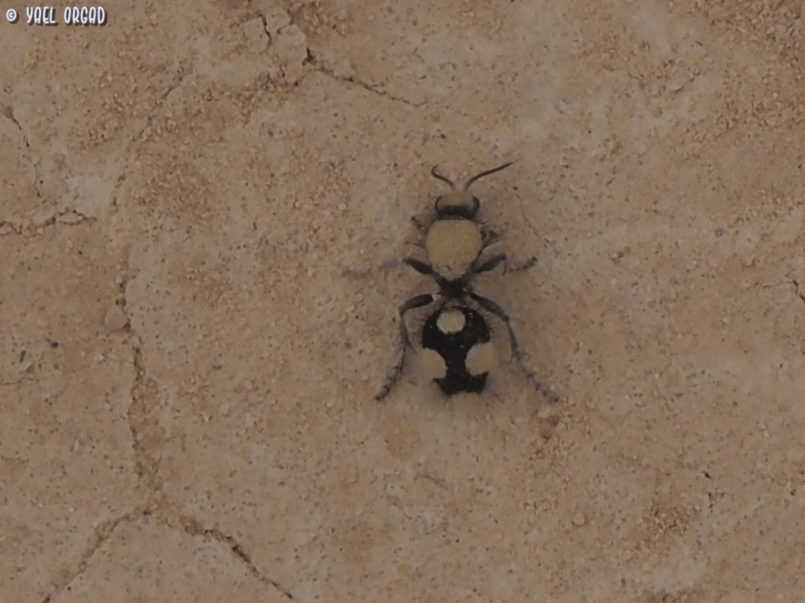 A wasp of the Mutillidae family - Dasylabris was running on the sand, it looks like it doesn&#039;t even have wings. <br />
I think it&#039;s of the genus Dasylabris, Still waiting for an ID :-) <br />
update: 5-Apr-2023 - it was IDed as Dasylabris, but they are not sure of the species...  Geotagged,Israel,Winter