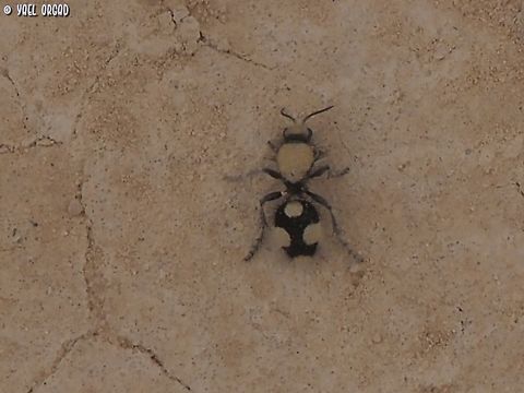 A wasp of the Mutillidae family - Dasylabris was running on the sand, it looks like it doesn't even have wings. 
I think it's of the genus Dasylabris, Still waiting for an ID :-) 
update: 5-Apr-2023 - it was IDed as Dasylabris, but they are not sure of the species...  Geotagged,Israel,Winter