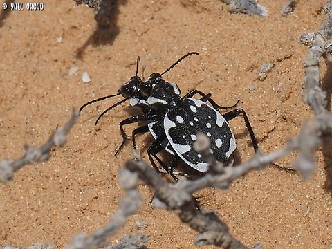 love in the sand the common name of these beetles in hebrew is  "painted runner" 
 Geotagged,Graphipterus serrator,Israel,Winter
