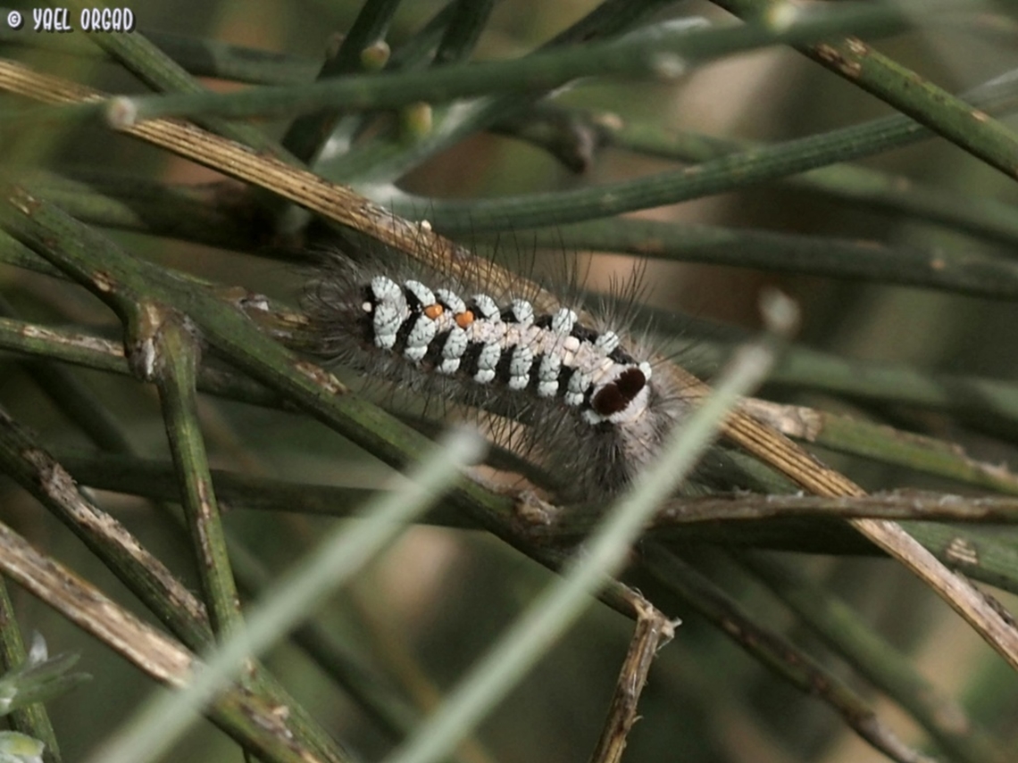 Albarracina warionis caterpillar on its host, Ephedra foeminea Albarracina warionis,Geotagged,Israel,Winter