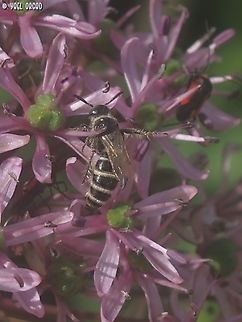 Campsomeriella thoracica - male  Campsomeriella thoracica,Geotagged,Israel,Winter