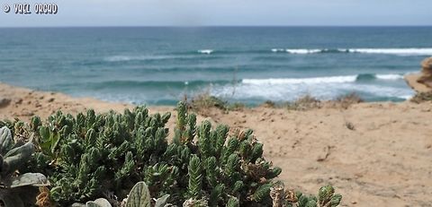 Crucianella maritima  Crucianella maritima,Geotagged,Israel,Winter