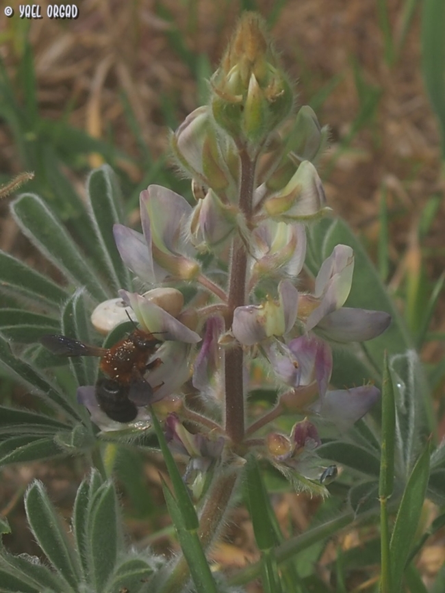 Megachile sicula A large solitary bee, enjoying nectar from Lupinus palaestinus. Geotagged,Israel,Lupinus palaestinus,Megachile sicula,Winter