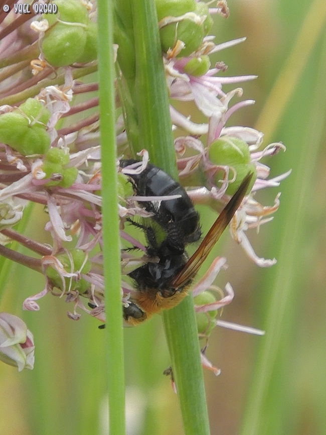 Campsomeriella thoracica - female  Campsomeriella thoracica,Geotagged,Israel,Winter