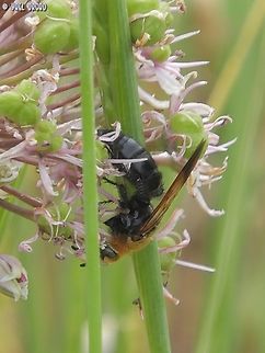 Campsomeriella thoracica - female  Campsomeriella thoracica,Geotagged,Israel,Winter