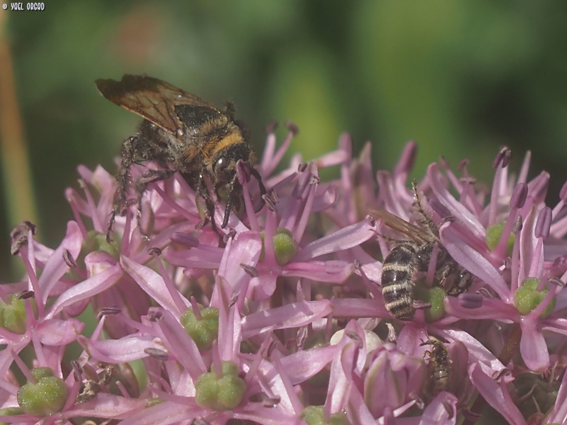 Campsomeriella thoracica - Wasps the female is the large one on the left, the male is the striped one on the right. <br />
enjoying nectar of Allium tel-avivense. Campsomeriella thoracica,Geotagged,Israel,Winter