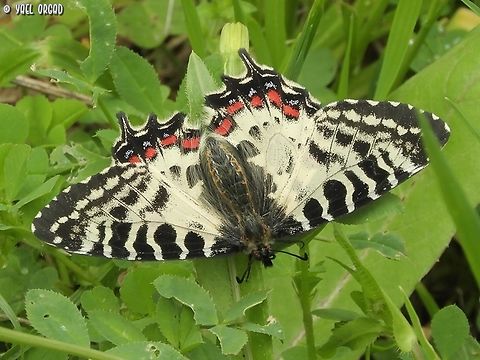 Allancastria cerisyi awake by noon...  Allancastria cerisyi,Eastern Festoon,Geotagged,Israel,Spring