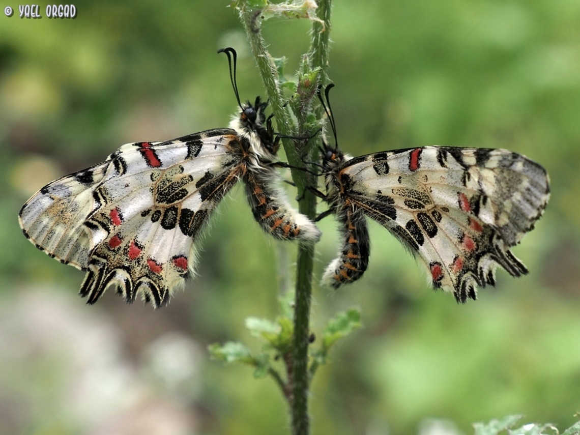 Allancastria cerisyi Asleep early in the morning Allancastria cerisyi,Eastern Festoon,Geotagged,Israel,Spring