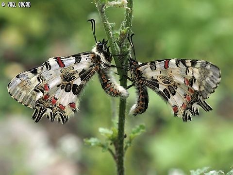 Allancastria cerisyi Asleep early in the morning Allancastria cerisyi,Eastern Festoon,Geotagged,Israel,Spring