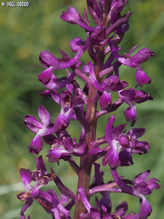 Anacamptis laxiflora rare and endangered in Israel. <br />
this year I saw only 3 flowers, in an area I used to find tens of them.  Anacamptis laxiflora,Geotagged,Israel,Loose-flowered Orchid,Winter