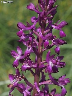 Anacamptis laxiflora rare and endangered in Israel. 
this year I saw only 3 flowers, in an area I used to find tens of them.  Anacamptis laxiflora,Geotagged,Israel,Loose-flowered Orchid,Winter