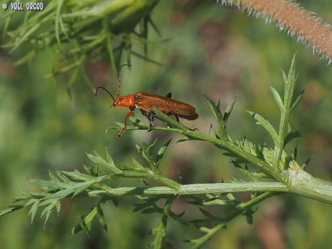 Cantharis melaspis  Cantharis melaspis,Geotagged,Israel,Winter