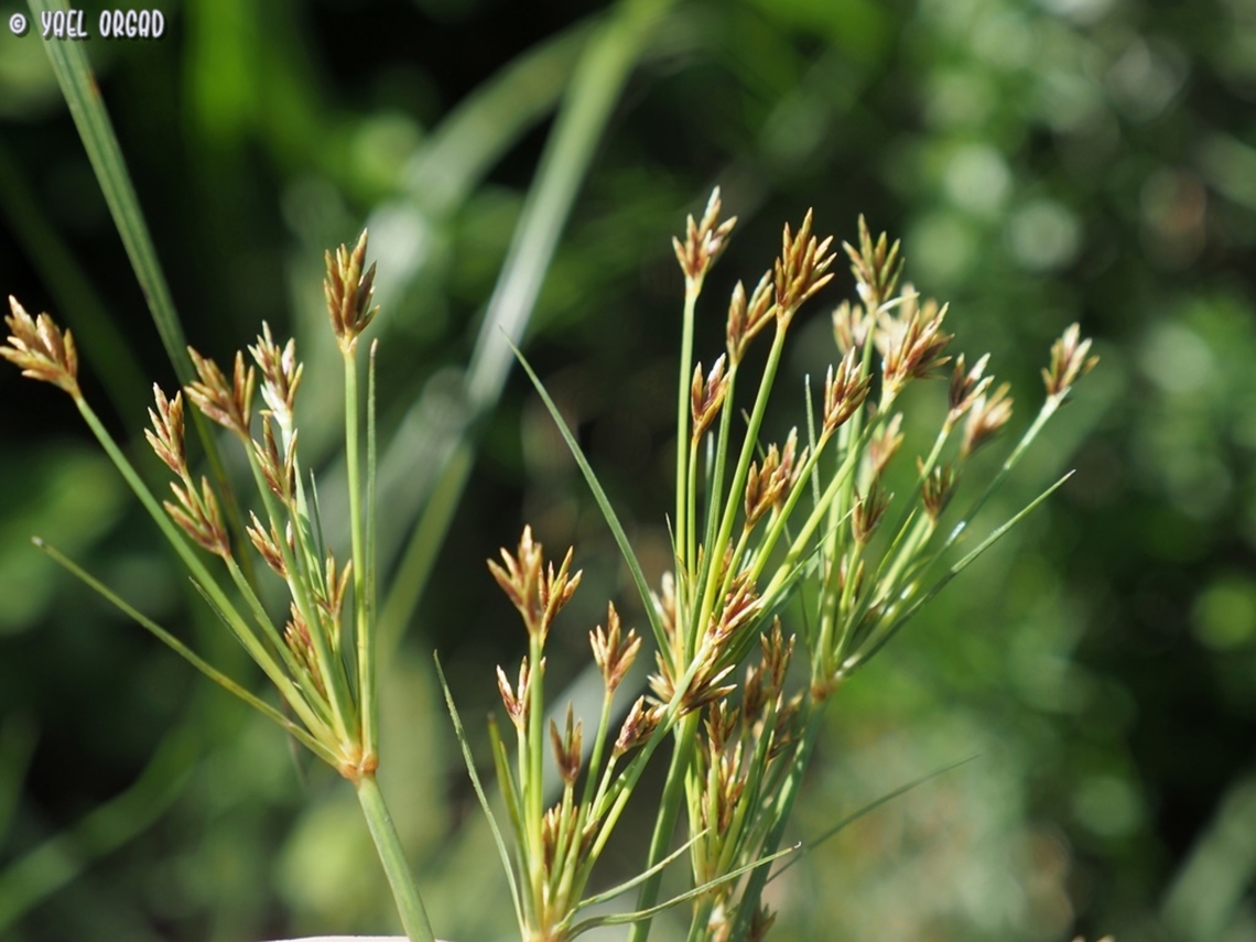 Cyperus longus  Cyperus longus,Galingale,Geotagged,Israel,Winter