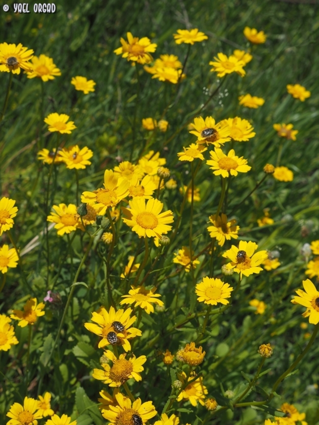 Coleostephus myconis  Coleostephus myconis,Corn marigold,Geotagged,Israel,Winter