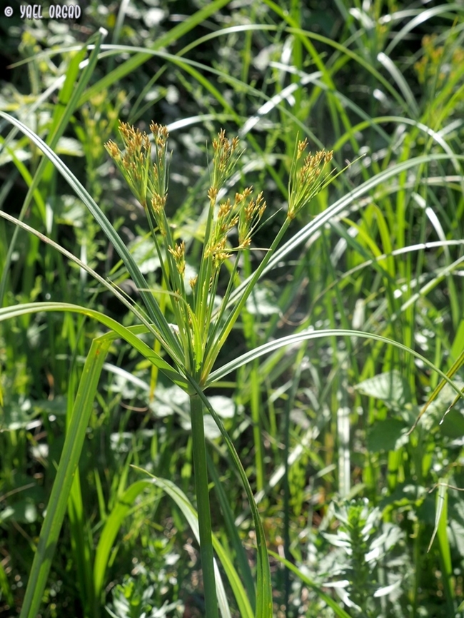 Cyperus longus  Cyperus longus,Galingale,Geotagged,Israel,Winter