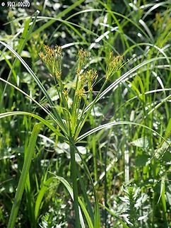 Cyperus longus  Cyperus longus,Galingale,Geotagged,Israel,Winter