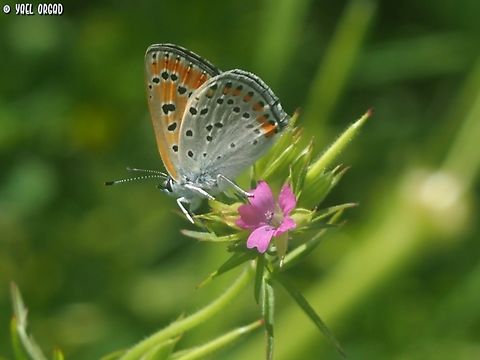 Lycaena thersamon on Geranium dissectum.  Geotagged,Geranium dissectum,Israel,Lesser Fiery Copper,Lycaena thersamon,Winter
