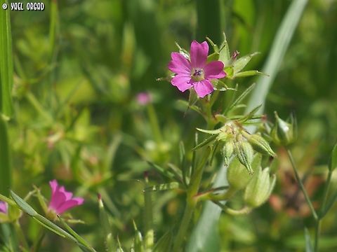Geranium dissectum  Cut-leaved Crane's-bill,Geotagged,Geranium dissectum,Israel,Winter