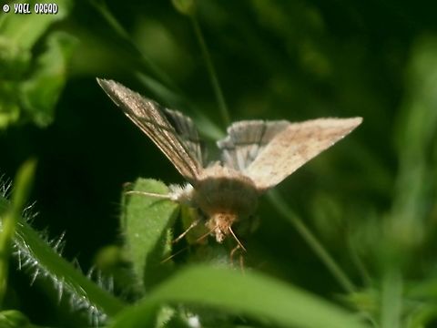Helicoverpa armigera  Cotton bollworm,Geotagged,Helicoverpa armigera,Israel,Winter