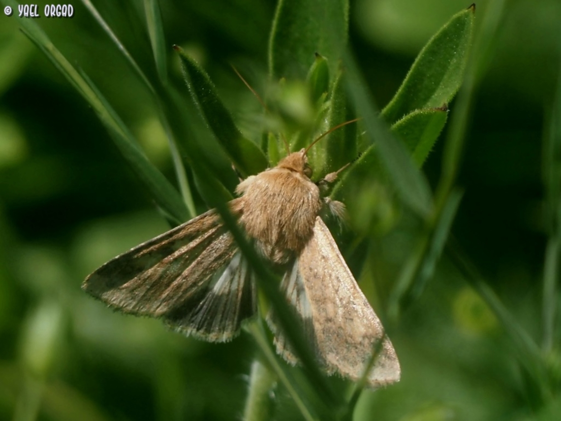Helicoverpa armigera  Cotton bollworm,Geotagged,Helicoverpa armigera,Israel,Winter