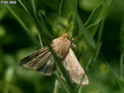 Helicoverpa armigera  Cotton bollworm,Geotagged,Helicoverpa armigera,Israel,Winter