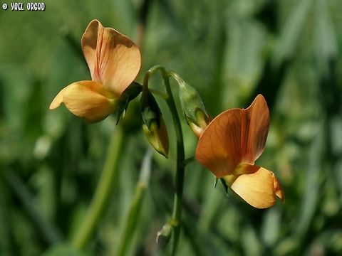 Lathyrus hierosolymitanus  Geotagged,Israel,Jerusalem Vetchling,Lathyrus hierosolymitanus,Winter
