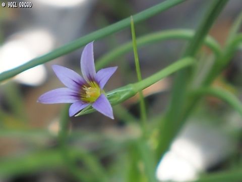 Romulea columnae  Dark veined Romulea,Geotagged,Israel,Romulea columnae,Winter