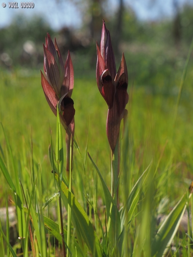 Serapias levantina sometimes called Serapias orientalis ssp. levantina Geotagged,Israel,Serapias levantina,Winter