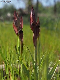 Serapias levantina sometimes called Serapias orientalis ssp. levantina Geotagged,Israel,Serapias levantina,Winter