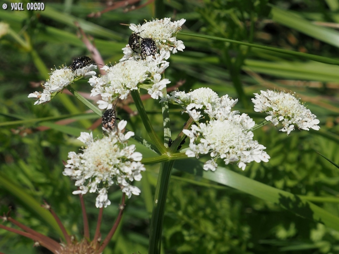 Oenanthe prolifera  Geotagged,Israel,Oenanthe prolifera,Winter