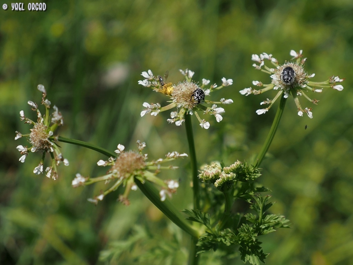 Oenanthe prolifera  Geotagged,Israel,Oenanthe prolifera,Winter