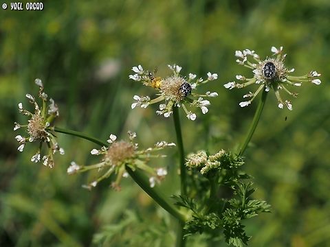 Oenanthe prolifera  Geotagged,Israel,Oenanthe prolifera,Winter