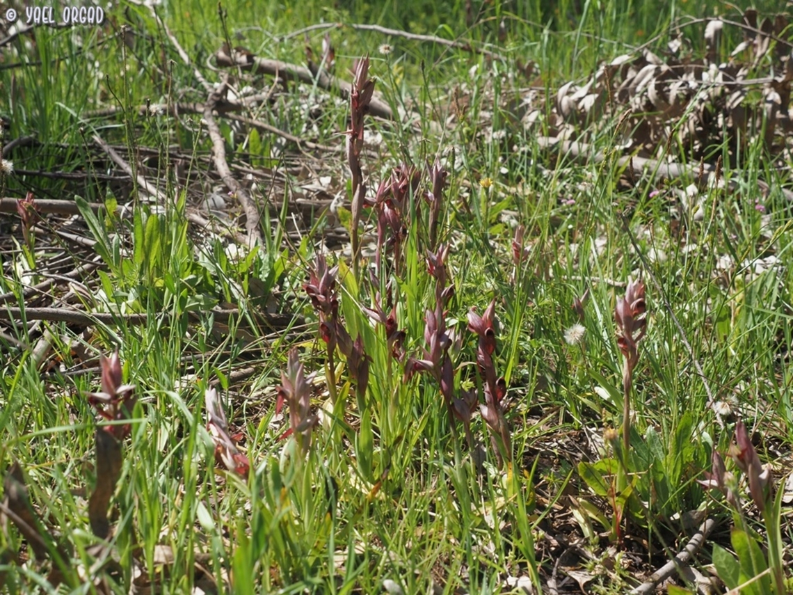 Serapias levantina sometimes called Serapias orientalis ssp. levantina Geotagged,Israel,Serapias levantina,Winter