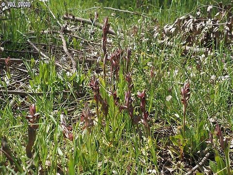 Serapias levantina sometimes called Serapias orientalis ssp. levantina Geotagged,Israel,Serapias levantina,Winter