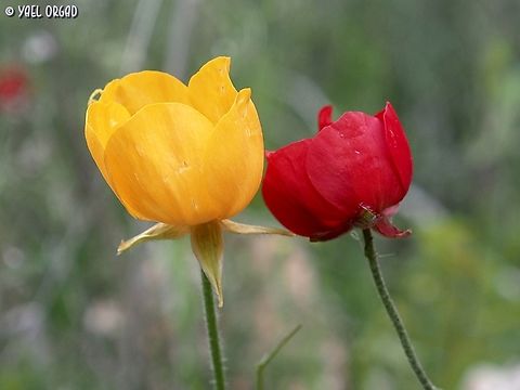 color variety Ranunculus asiaticus in South-East Europe is usually white to pink. in Israel - it is normally red. but sometimes among the reds you can find oranges and yellows... like this time :-)  Geotagged,Israel,Persian buttercup,Ranunculus asiaticus,Spring