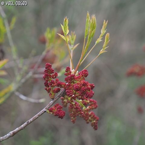 Pistacia terebinthus subsp. palaestina the new leaves of the season Geotagged,Israel,Pistacia terebinthus,Spring,Turpentine tree