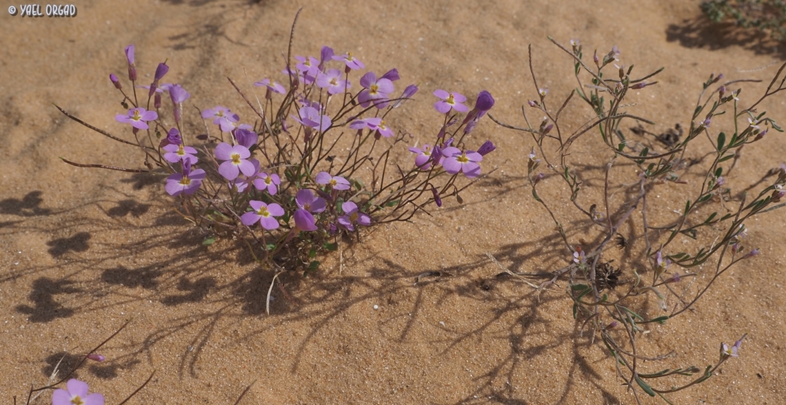 Maresia comparison on the left: Maresia pulchella, common and beautiful. <br />
on the right: Maresia nana, much smaller and rare. <br />
grow next to each other in the sands Geotagged,Israel,Maresia nana,Maresia pulchella,Spring